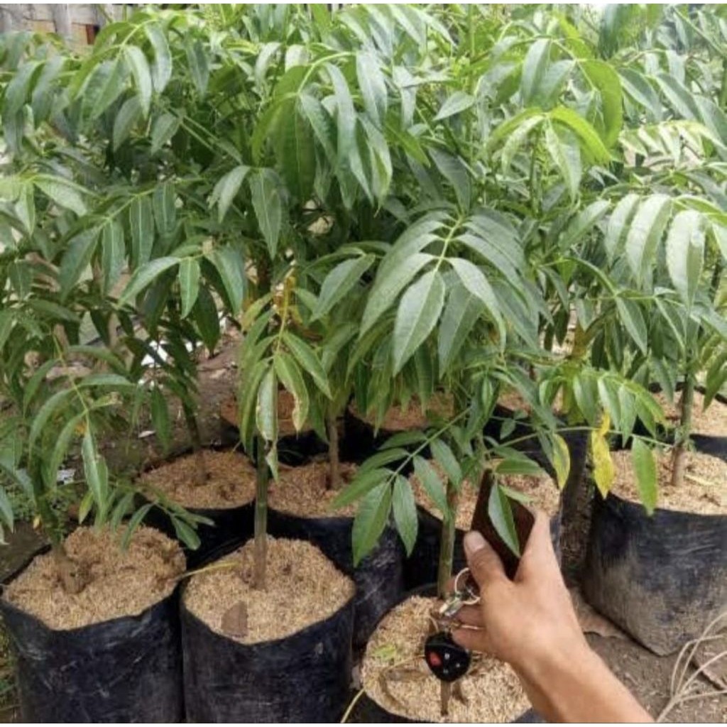 Pohon kedongdong mini siap berbuah bibit tanaman pohon buah kedongdong mini