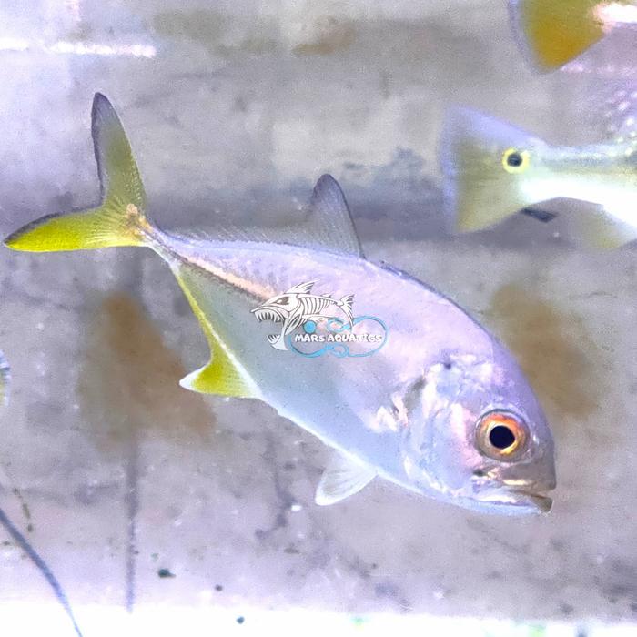 Ready IKAN HIAS GIANT TREVALLY GT FRESHWATER AIR TAWAR