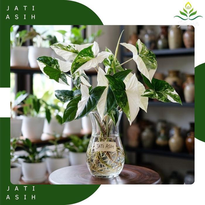 Tanaman Hias Syngonium Albo Bunga Hias Syngonium Albo Bunga Hias Syngonium Varigata Albo Tanaman Hia