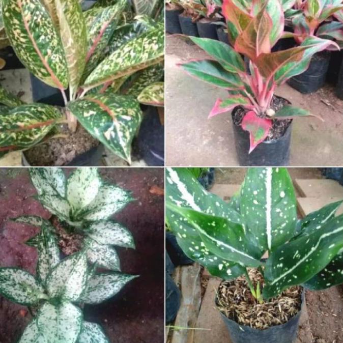 paket hemat 4 macam tanaman aglonema. pohon aglonema.