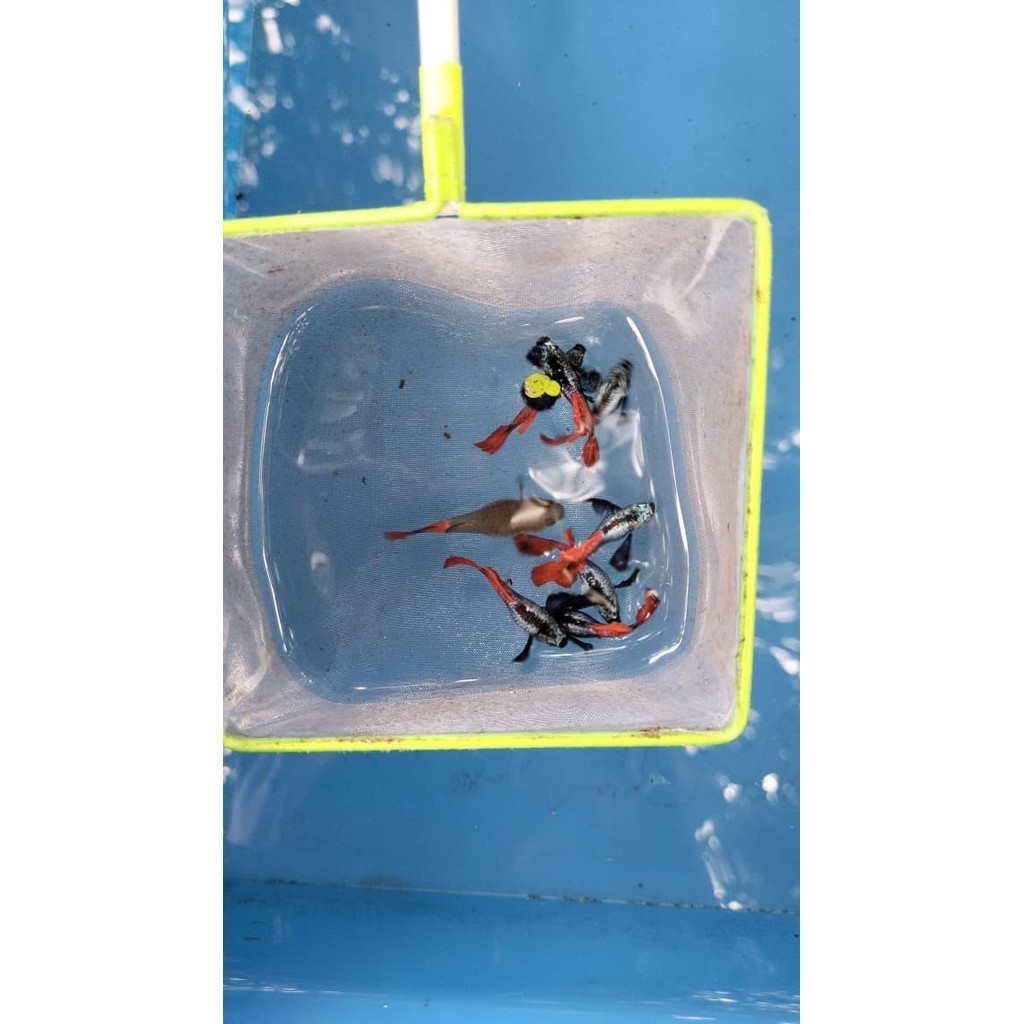 paket ikan Guppy PRTDE isi 1 pasang / Ikan Berkualitas