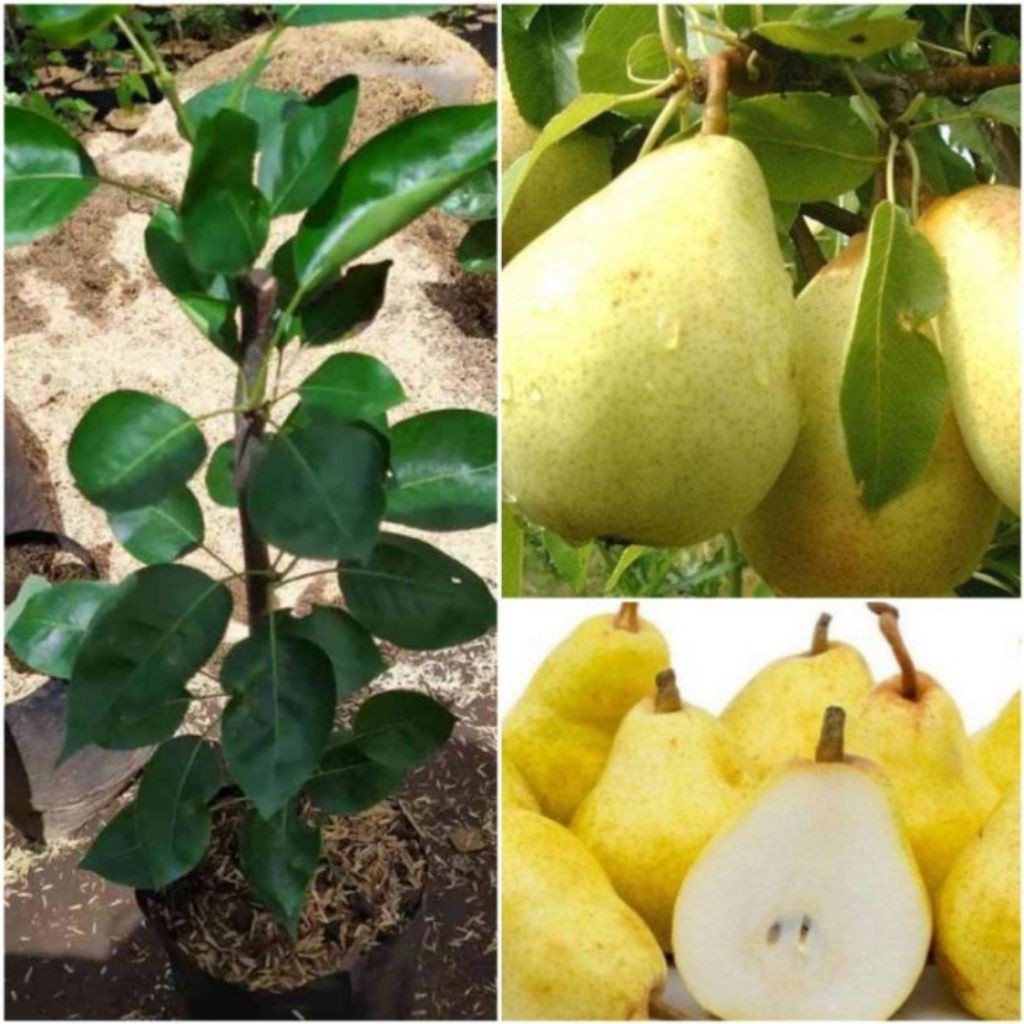 Bibit Pir Madu Siap Buah