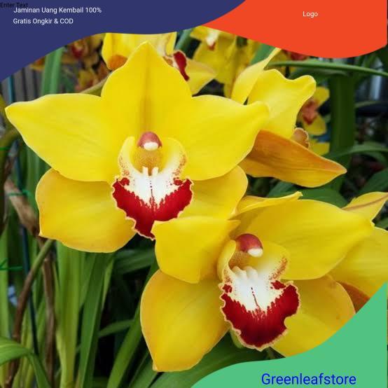 Anggrek Cymbidium aussie Sunsprite kuning - Tanaman Hias Anggrek Tanah