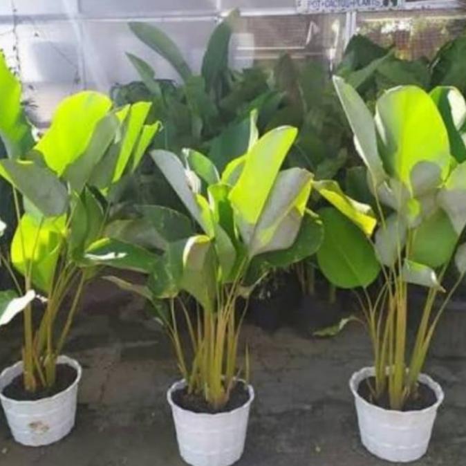 Tanaman hias.pohon Pisang pisangan chalatea. tinggi 70-80cm