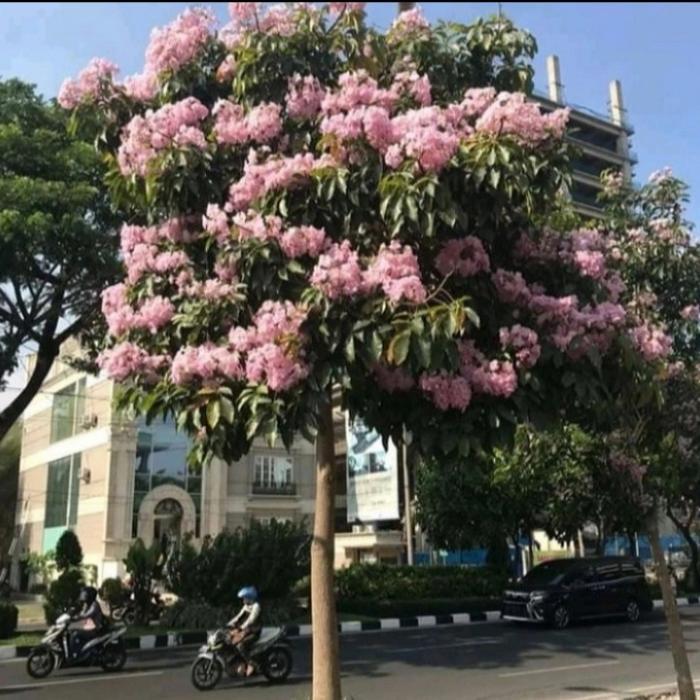 pohon tabebuya 3 meter pohon bunga pink tabebuya rosea