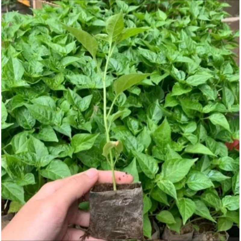 Bibit Cabe Rawit Setan Siap Tanam