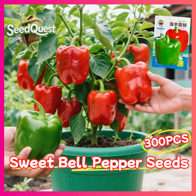100% Original 300pcs Organic Sweet Bell Pepper Seeds for Planting Vegetable Plants High Yield Giant 