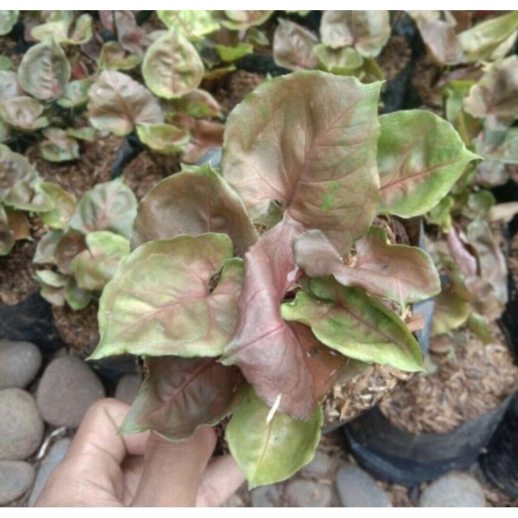 Pohon Singonium Maria Merah Tanaman Hias Indoor Pohon Singonium Maria
