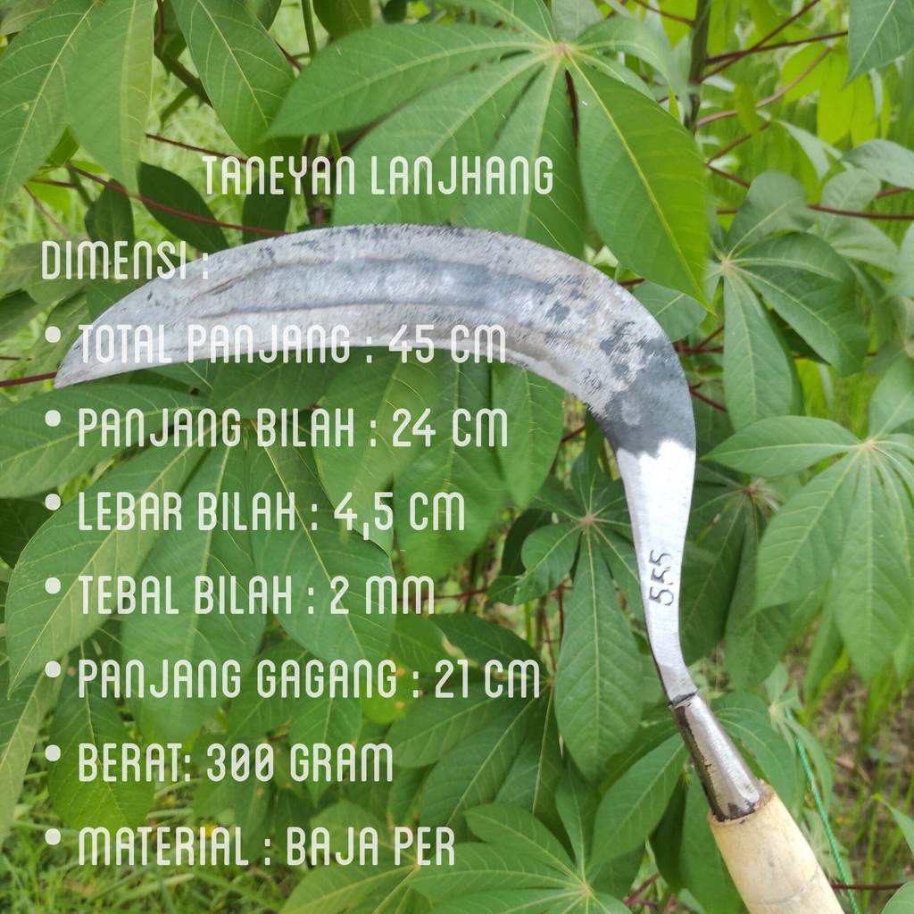 Arit baja isen super tajam cap 555 / arit baja isen Madura / arit rumput baja asli Madura / sabit Ma