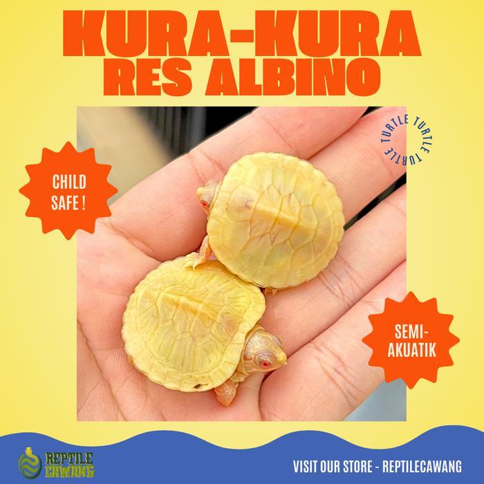 Kura kura Brazil Res Albino Grade A