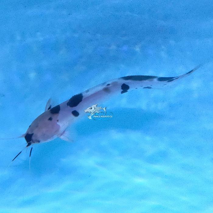 Ready IKAN HIAS LELE BELANG LELE ALBINO BULE CATFISH