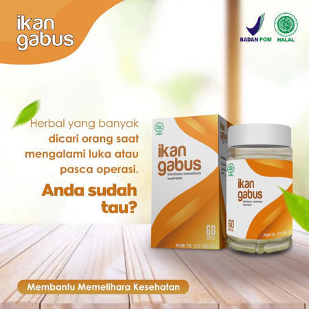 Ikan GAbus / Kutuk / Fish Cork /  Channa Striata