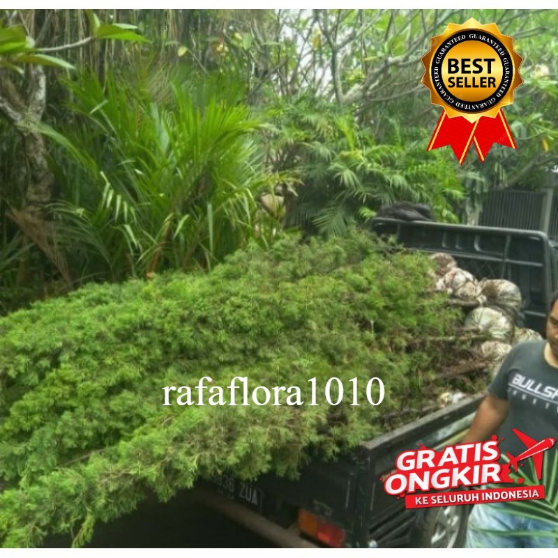 Tanaman hias cemara lilin 2 meter Cemara Lilin