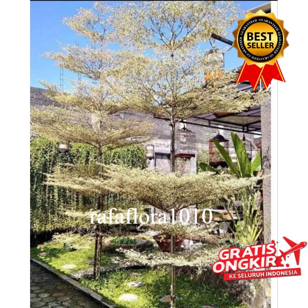 pohon ketapang kencana varigata 2 meter