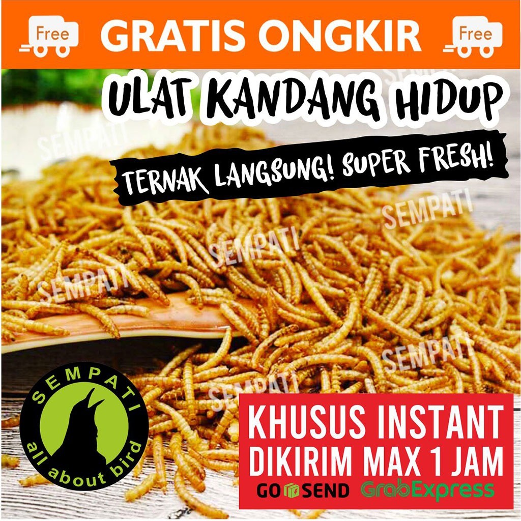 SEMPATI KHUSUS TERKIRIM 1 JAM INSTAN GRAB GOJEK Ulat Kandang Hidup Fresh Pakan Makanan Burung Murai 
