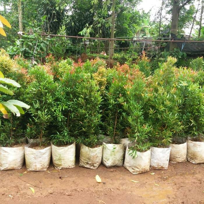 Tanaman pucuk merah siap tanam 1m tinggi