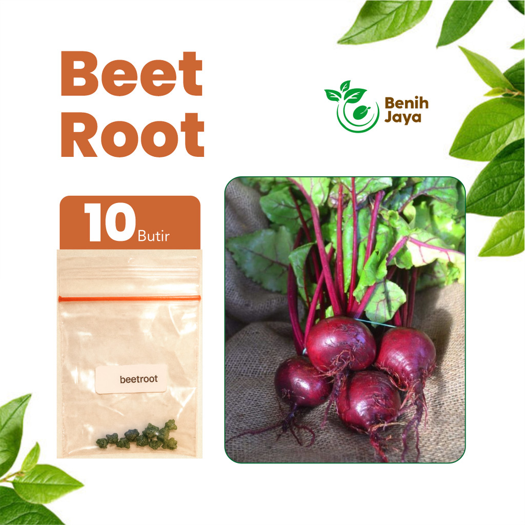BENIH JAYA - Benih Buah Bit Merah Super Benih Beetroot Unggul Bibit Umbi Merah Berkualitas