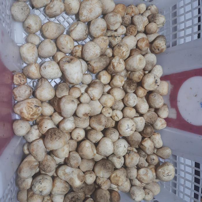 jamur merang segar 1 kg