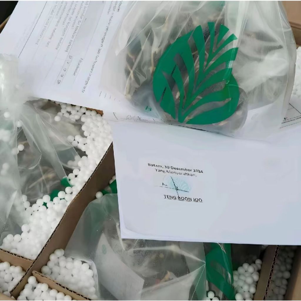 Bibit sawit DXP TN-1 PT.BAKTI TANI NUSANTARA BUAH BESAR