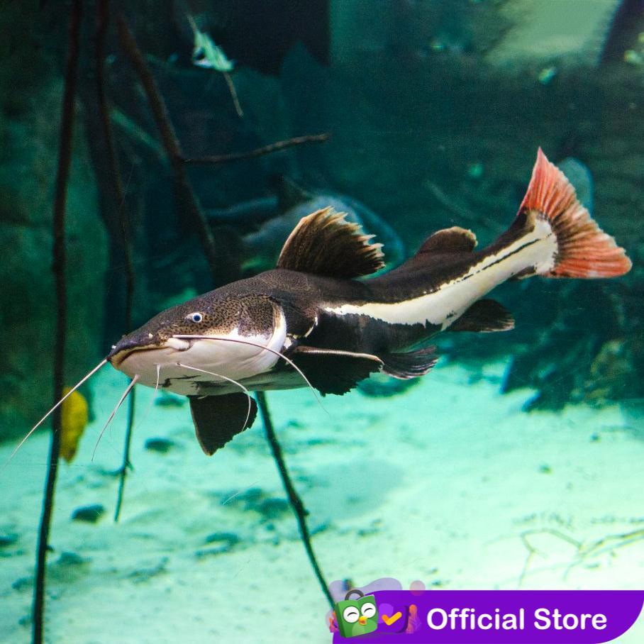 Red Tail Cat Fish / Lele RTC / Lele Hias 20cm