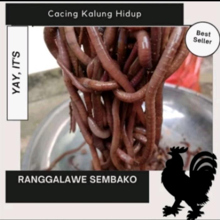 Ready Cacing kalung kolet umpan bawal 1ons