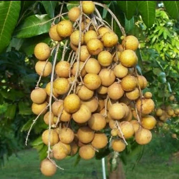 pohon kelengkeng. pohon buah kelengkeng kristal