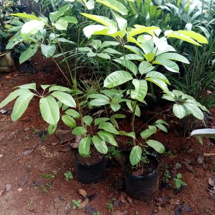 Tanaman hias walisongo daun lebar outdor indor tinggi 1 meter