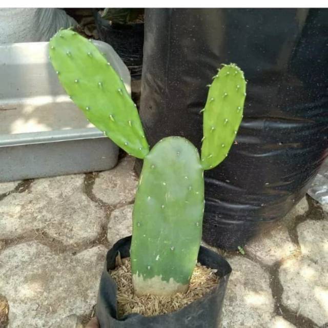 Tanaman hias kaktus centong - pohon kaktus centong - kaktus centong - kaktus