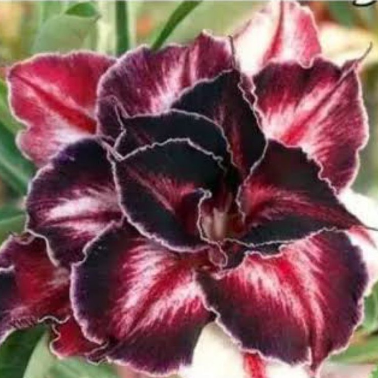 Bibit Adenium Kamboja Jepang Bunga Tumpuk Merah Strip Putih