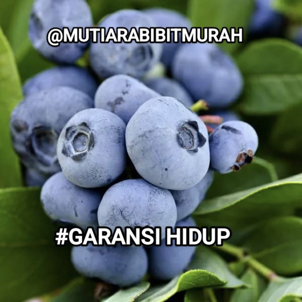 Dapat 2 Bibit Blueberry Import Hasil Cangkok Cepat Berbuah