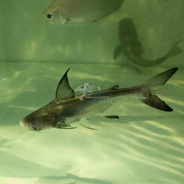 Ready IKAN HIAS GENGHISKHAN HIU AIR TAWAR PAROONSHARK