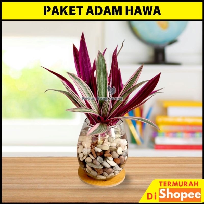 Tanaman Hias Hidup untuk dekorasi rumah & ruangan