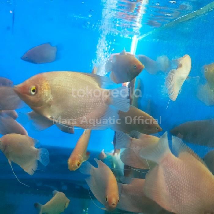 Ready Ikan Hias Bibit Ikan Gurame Padang Tankmate