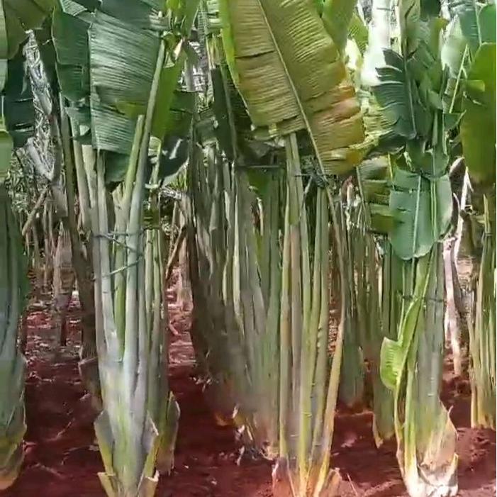 pohon pisang kipas. tanaman hias pohon pisang kipas