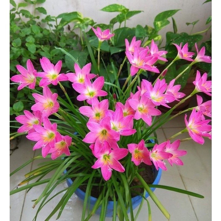 TANAMAN HIAS LILI HUJAN BUNGA PINK - TANAMAN HIAS RAIN LILY - Tanaman Hias Hidup - Bunga Hias - Bung