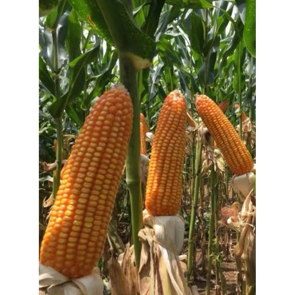benih biji jagung bisi 18 super 1kg siap tanam ready bisa cod