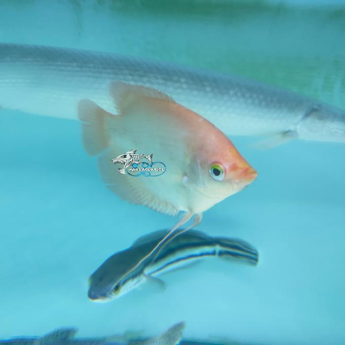 Ready IKAN HIAS GURAME PADANG TANKMATE