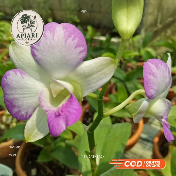 Anggrek Dendrobium Mesangnil - Fragrance