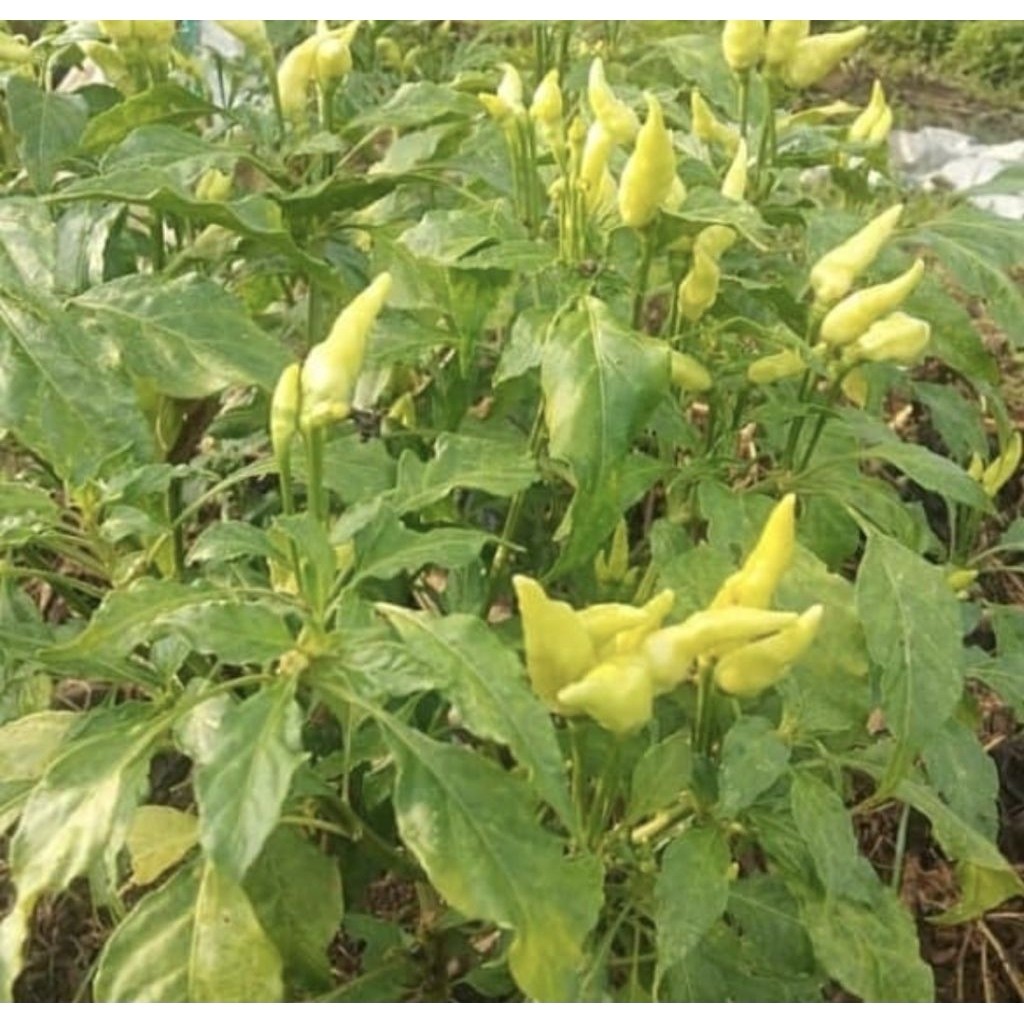 Pohon Cabai Rawit Putih / Cabai Rawit Setan Bibit Tanaman Pohon Cabai Rawit