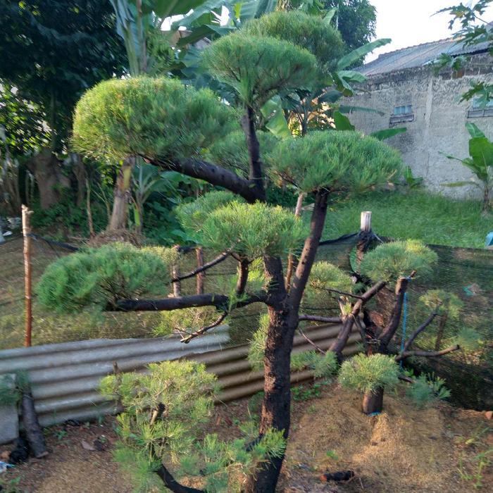 pohon cemara udang / bonsay cemara udang. Bonsai