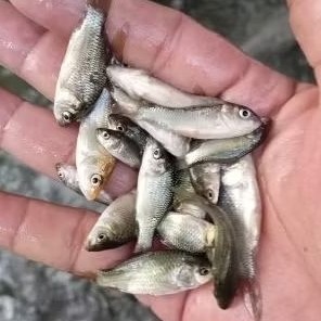 bibit ikan mas ukuran 2  jari per ekor murah bdg