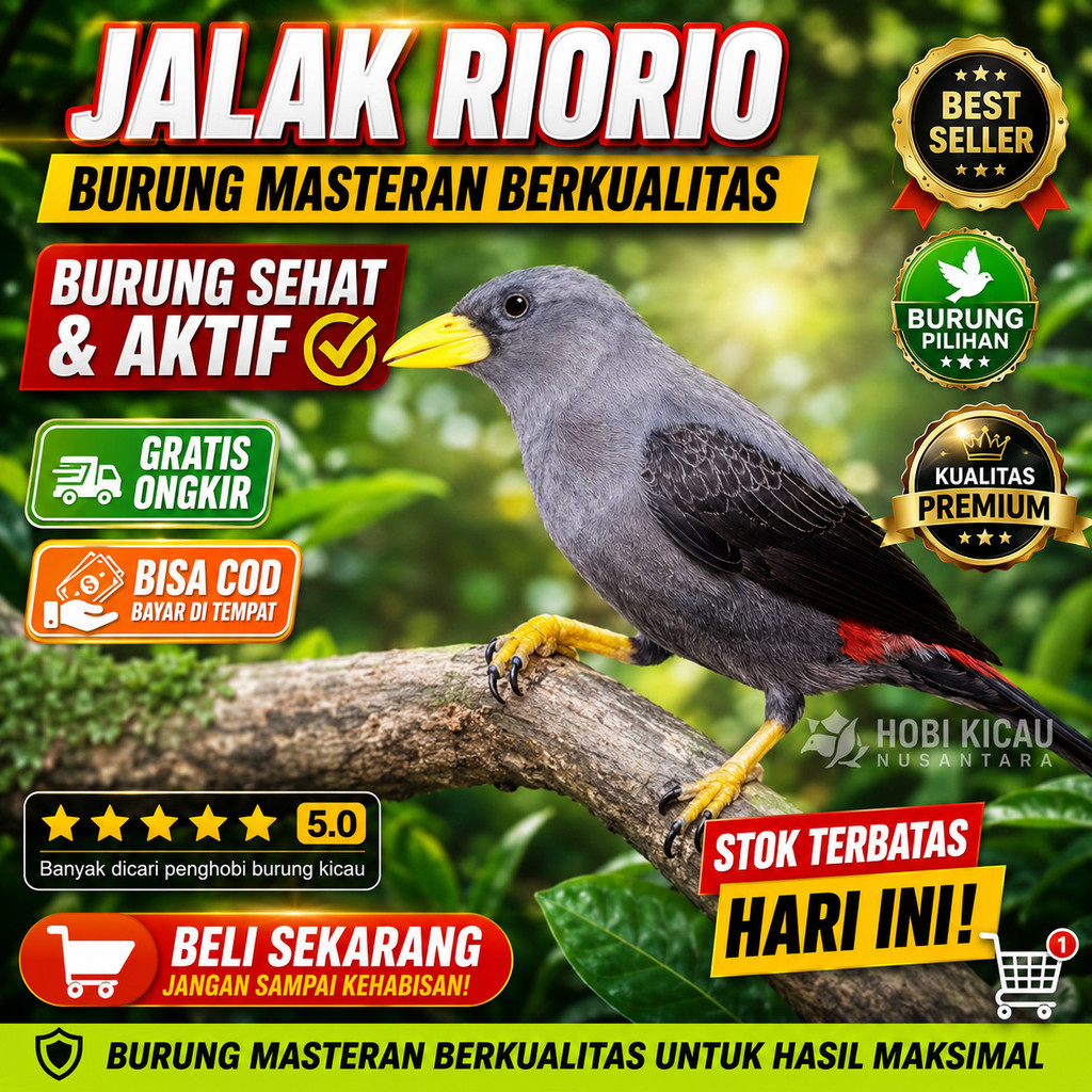 jalak rio rio jantan ngepur bahan jantan pilihan