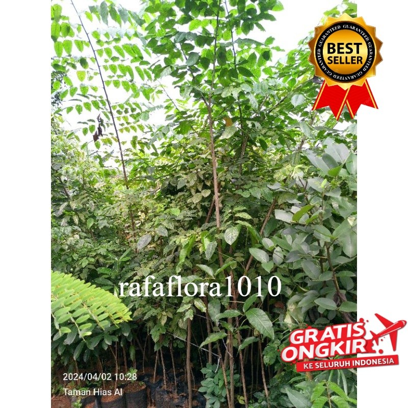 pohon pelindung angsana 1-2 meter