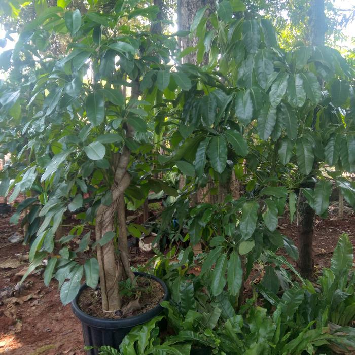Pohon Walisongo Daun Besar