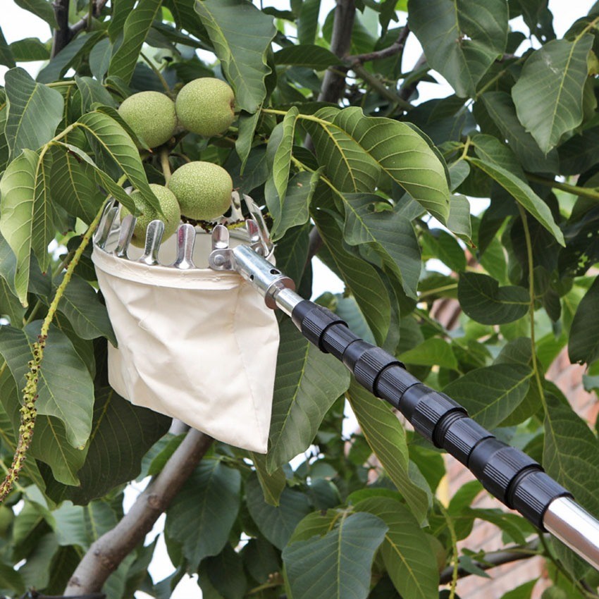 10M Tongkat Panjang Untuk Petik Buah metal fruit picker / Gergaji Pemangkasan Cabang Ranting Dahan B