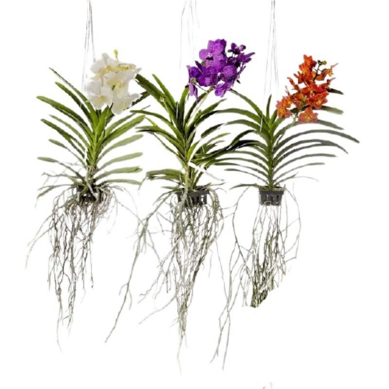 PROMO - PLANT DEWASA - ANGGREK ASCOCENTRUM MINIATA - VANDA MINI