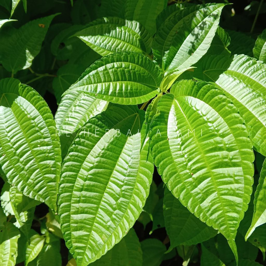 Daun PohPohan segar untuk lalapan dan sayur | Toko Daun Herbal pangandaran