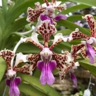 Anggrek Vanda tricolor dewasa siap berbunga