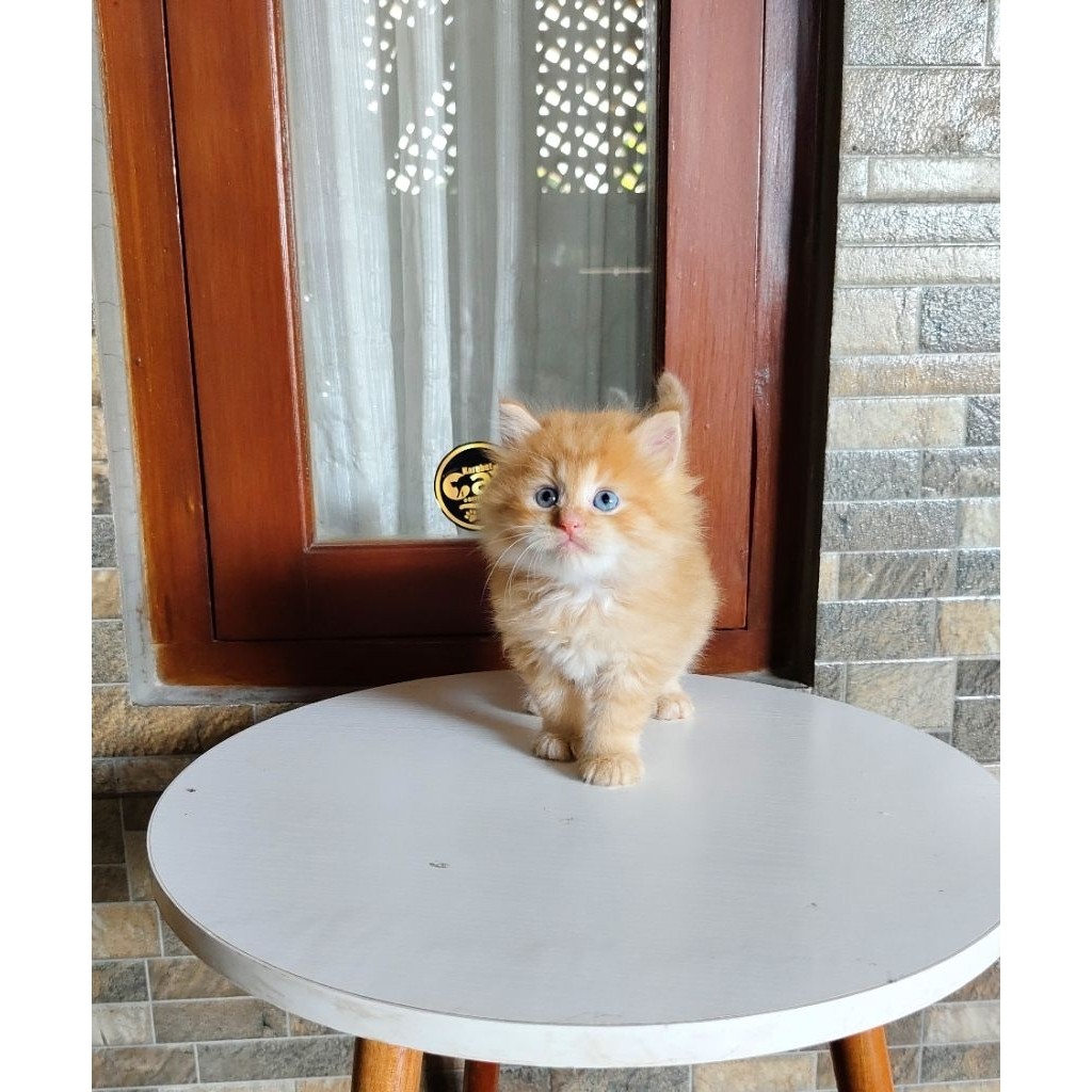 kucing persia muchkin oren