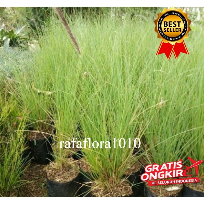Tanaman Hias ekor kuda bunga putih